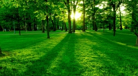 漂亮的绿色公园日出
