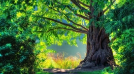 美丽的童话绿大树