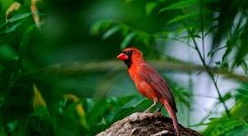 红鸟