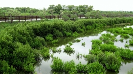 湿地绿色步道湖