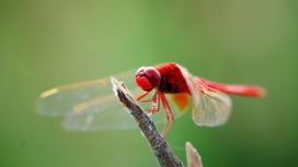 漂亮的枝头红蜻蜓昆虫