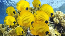 漂亮的海洋黄色扁鱼群