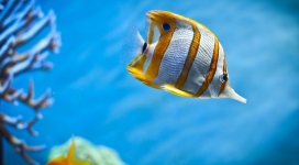 蓝海游泳的黄色花扁鱼