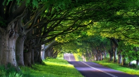 绿树成荫的街道