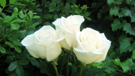 漂亮的白玫瑰