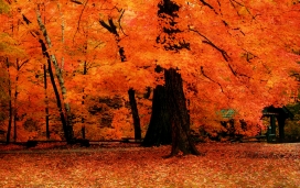 橙红色秋天的树木