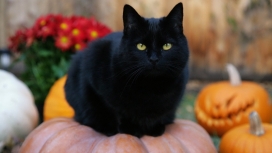 黑胖的猫
