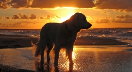 夕阳下的猎犬