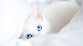 漂亮的蓝眼睛白色小猫
