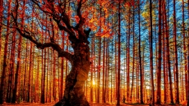 秋季森林大树画