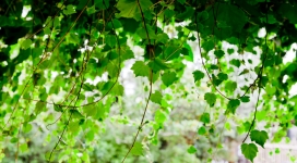 翠绿藤蔓绿叶壁纸