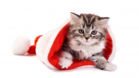 圣诞猫咪-躲在红色圣诞帽子里面的小猫