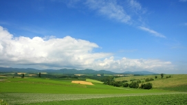 日本北海道绿色草丛风景