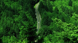 绿色蜿蜒道路俯拍景观壁纸