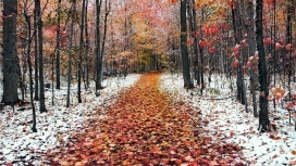 秋天树雪路