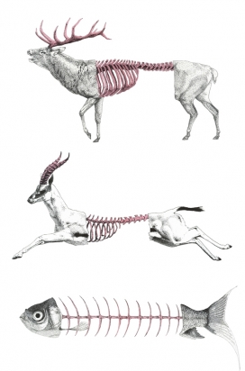 Extendus动物骨骼插画