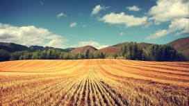 收获的季节-金色麦麸田地