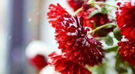 带雪的红色花朵