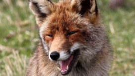 灰狐狸动物壁纸