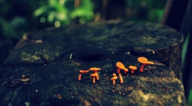 小小的橙色蘑菇