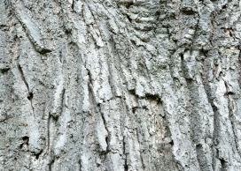 高清晰纹理裂痕树皮疙瘩壁纸