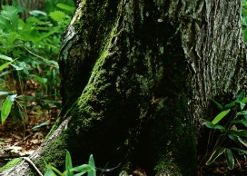 高清晰大树干植物壁纸