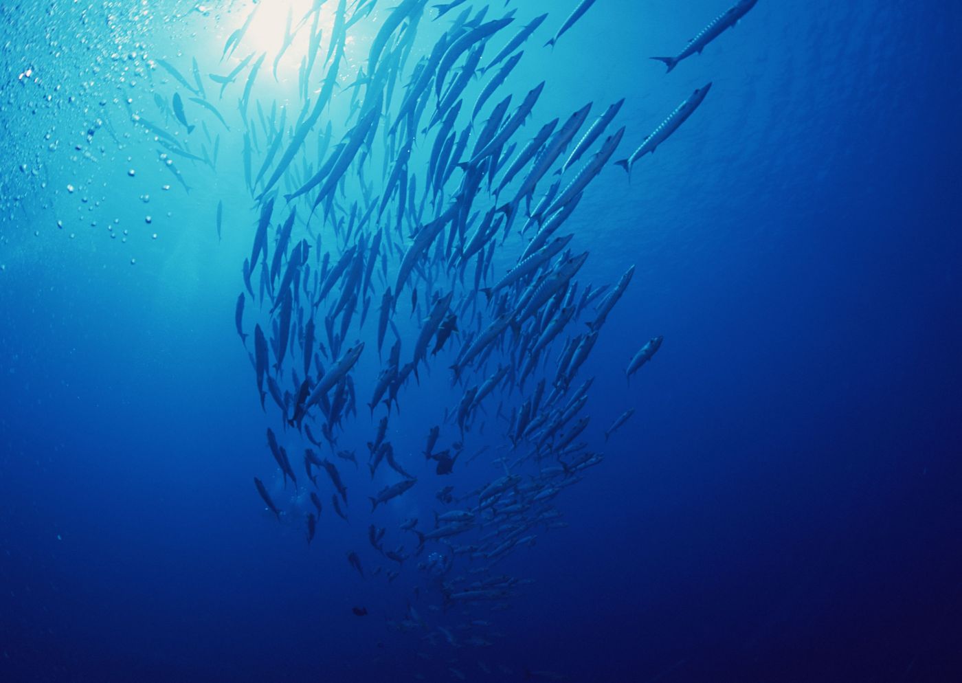 高清晰海洋热带鱼类摄影