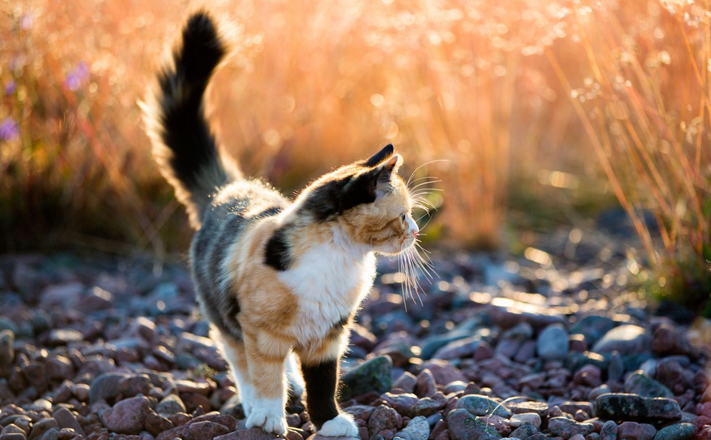 野外印花布小猫 手机移动版