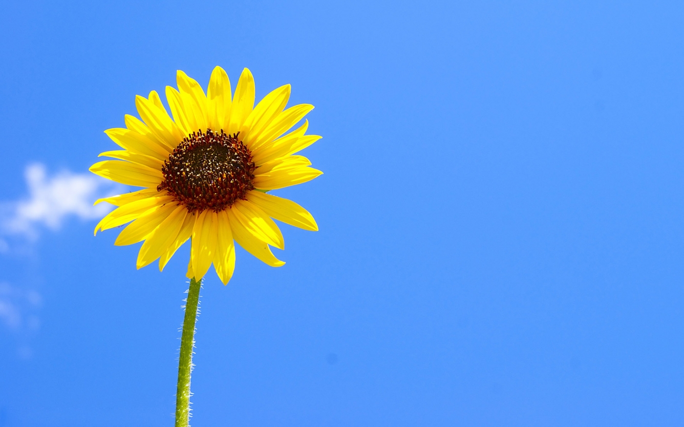 高清晰太阳花向日葵花瓣壁纸 手机移动版