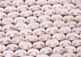 排列整齐的切片猴头菇壁纸