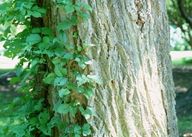 高清晰树干底部青藤植物写真壁纸