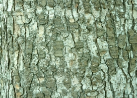 高清晰墨绿大树疙瘩树皮写真壁纸