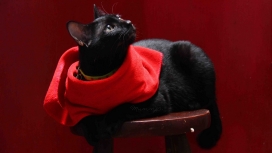 戴红领巾的黑猫
