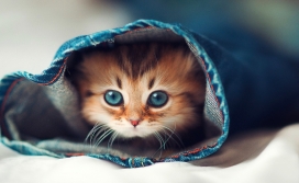 躲在袖子里的小猫