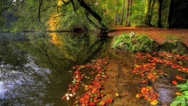 漂亮的秋季森林河边