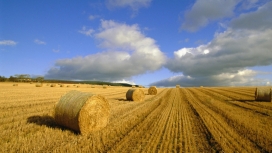 收获的季节-苏格兰干草包场