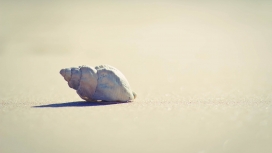 孤独的海贝壳