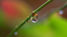 嫩枝上的水珠