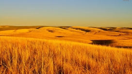 沙漠金色干草领域