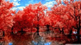 红树湖
