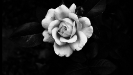 神奇的白玫瑰