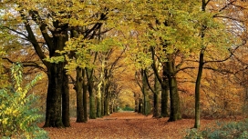 秋天的森林植物路