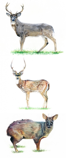 Deer 鹿动物插画 手机移动版