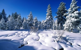 冬季的风景树