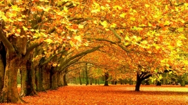 秋天金黄色公园树