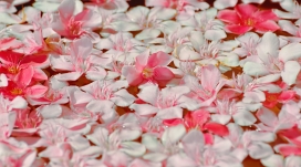 漂浮的粉红花瓣