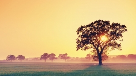 日落时分的田野树木