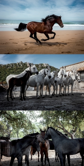 REGLAS Y PASION-马场纪实-记录来自西班牙纯正血统品种骏马驯化过程