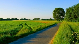 绿色田野树木草道路