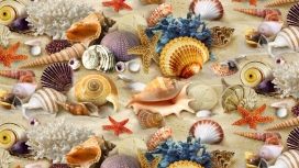 海鲜贝壳海螺壁纸